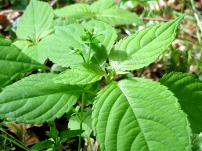 20140516Impatiens_parviflora1