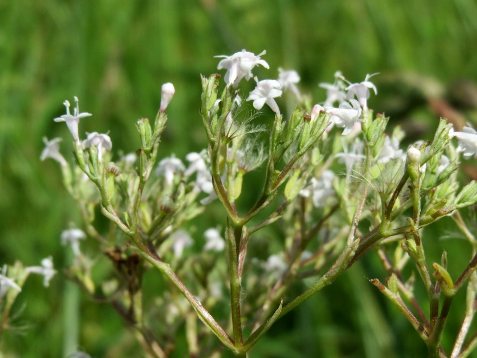 20140605Valeriana_officinalis2