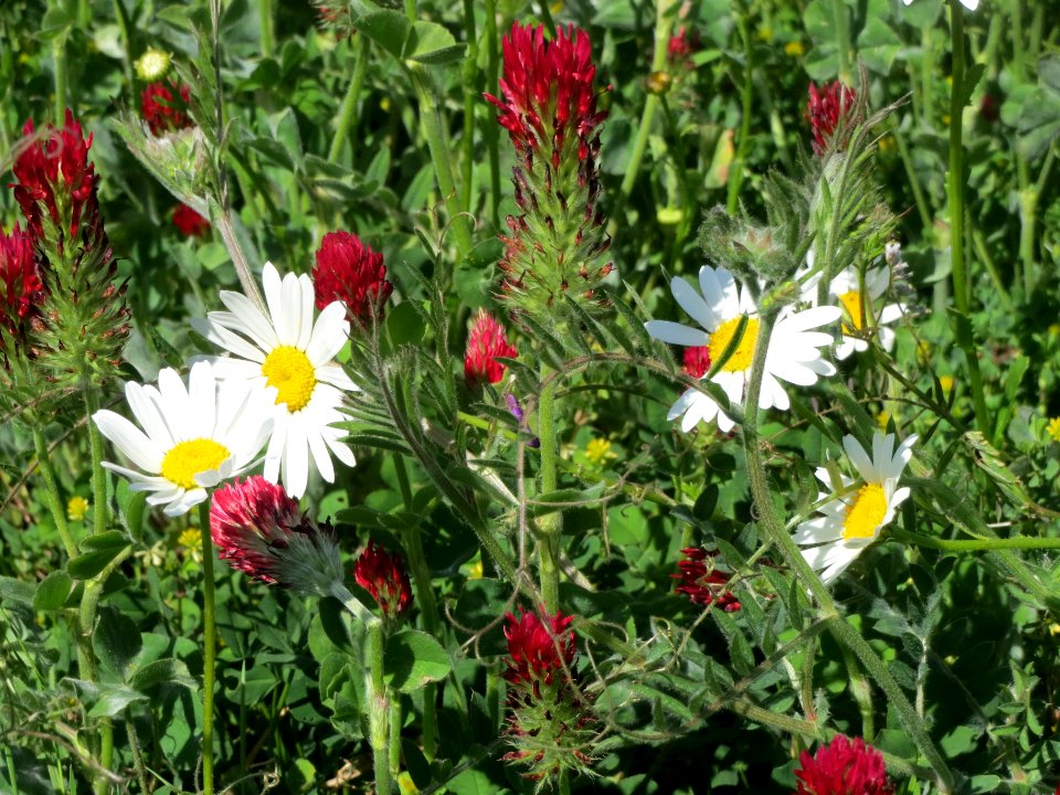 20140505Leucanthemum_vulgare2
