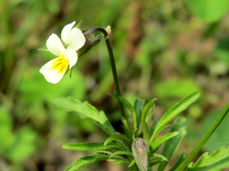 20140429Viola_arvensis