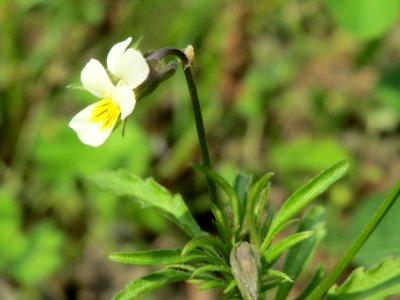 20140429Viola_arvensis