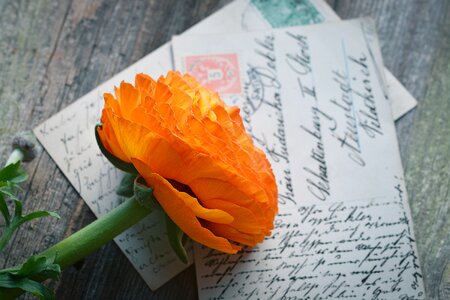 Bloom orange petals photo