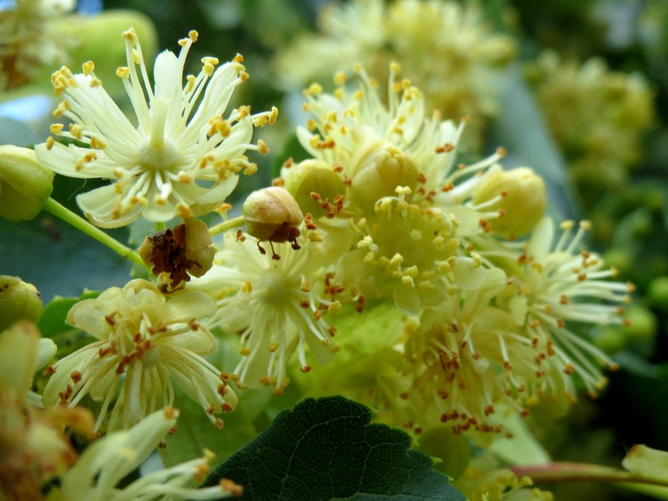 20140605Tilia_cordata5