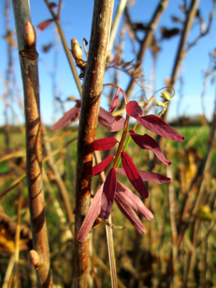 20141108Vicia_hirsuta2
