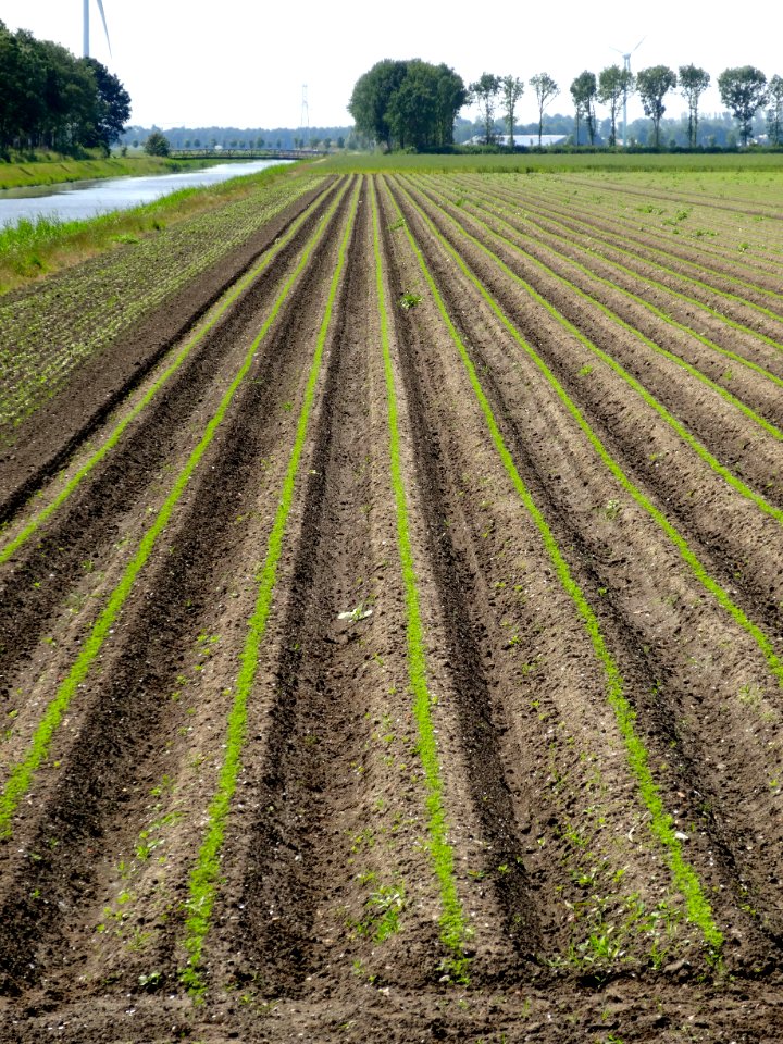 20140606_Landschap_Oostelijk_Flevoland_langs_Noordertocht_bij_Vuursteenweg