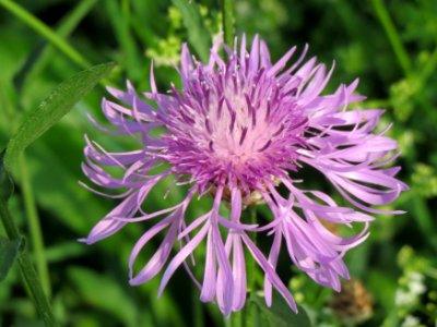 20140908Centaurea_jacea1