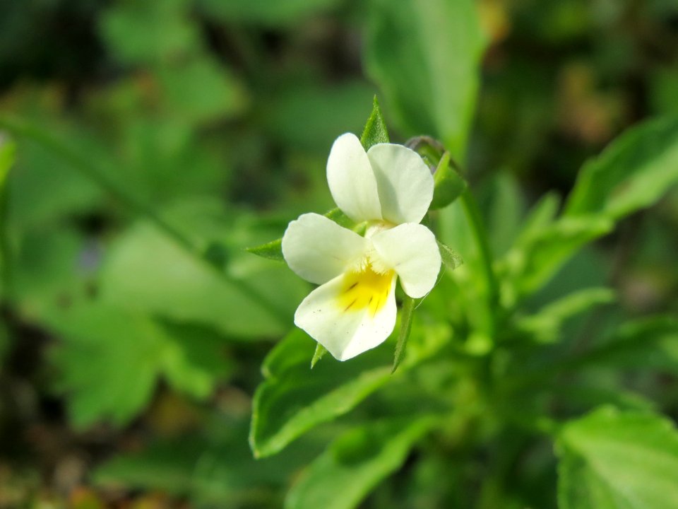 20140907Viola_arvensis1