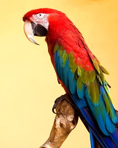 Portrait bird beak photo