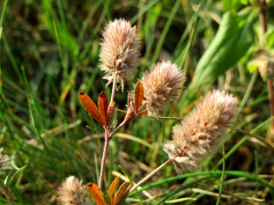 20140907Trifolium_arvense2