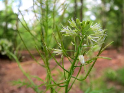 20140516Cardamine_impatiens05