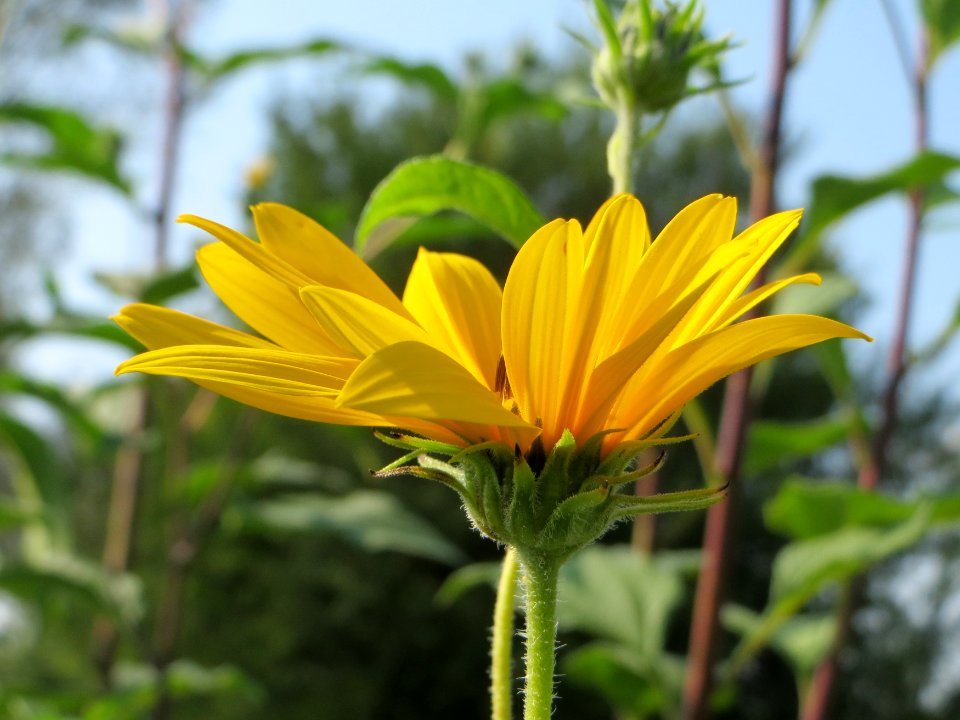 20140908Helianthus_tuberosus2