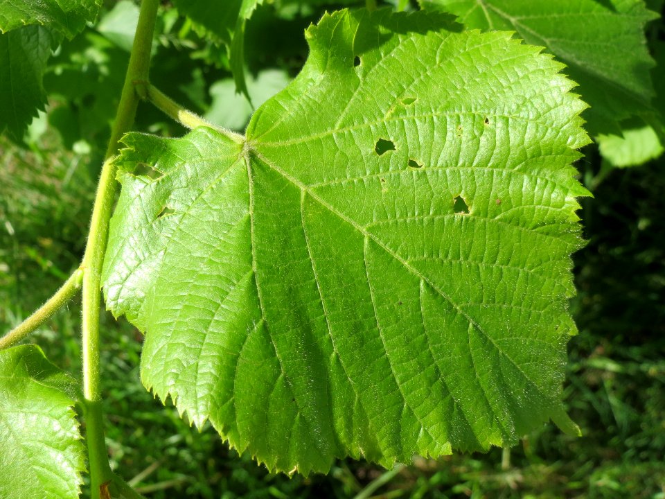 20140515Tilia_platyphyllos3