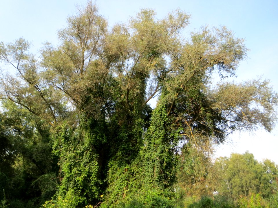 20140907Wagbachniederung2