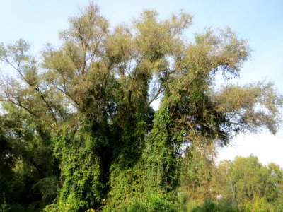 20140907Wagbachniederung2