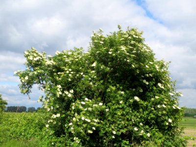 20140515Sambucus_nigra