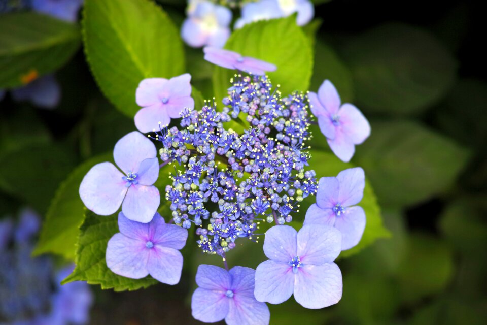 Natural flowers green