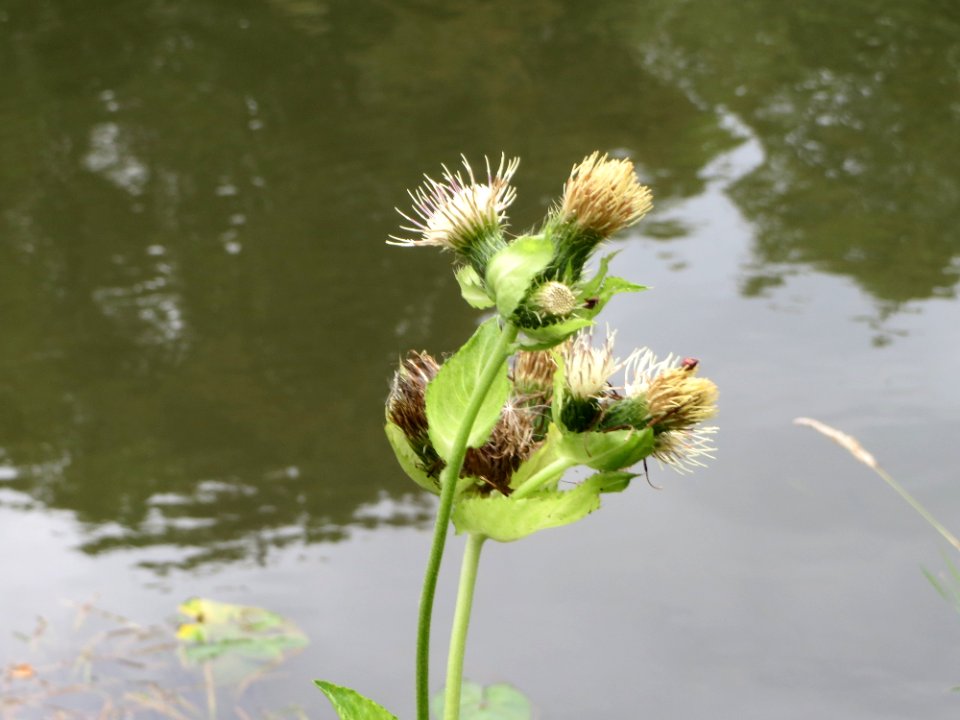 20140912Cirsium_oleraceum