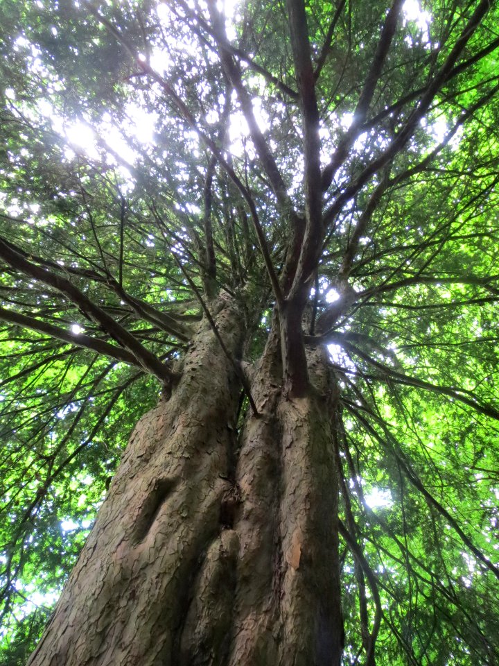 20140601Taxus_baccata