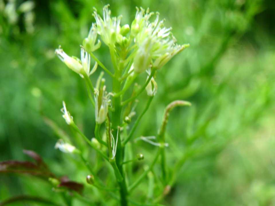 20140516Cardamine_impatiens04
