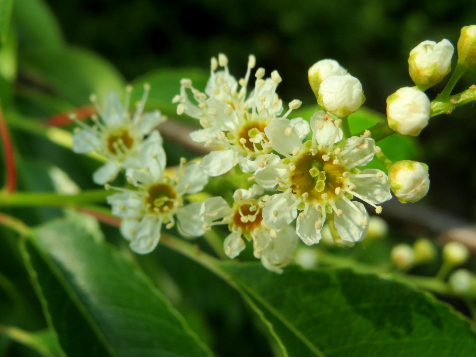 20140430Prunus_serotina7