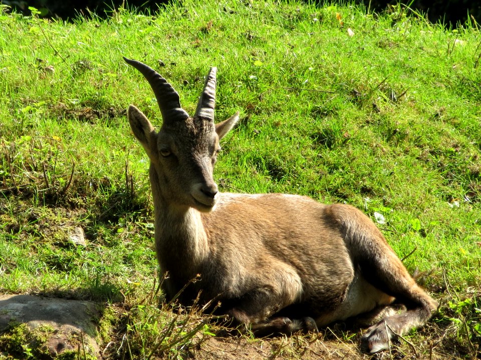 20140914Capra_ibex1