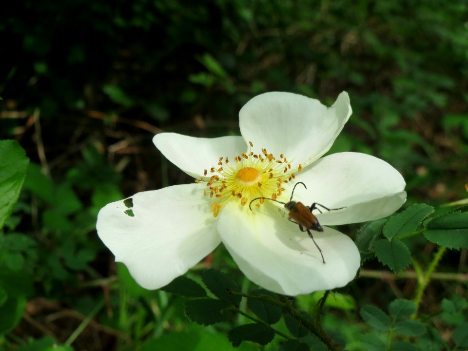 20140516Rosa_spinosissima1
