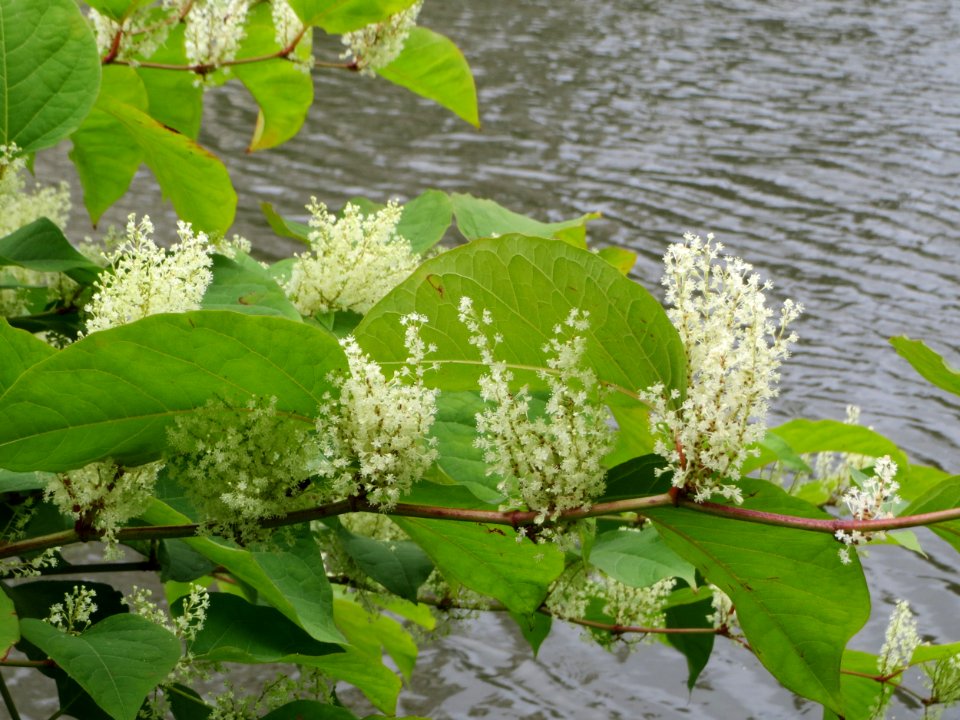 20140912Reynoutria_japonica1