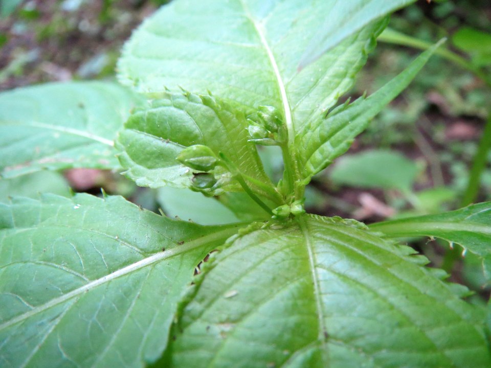 20140503Impatiens_parviflora2