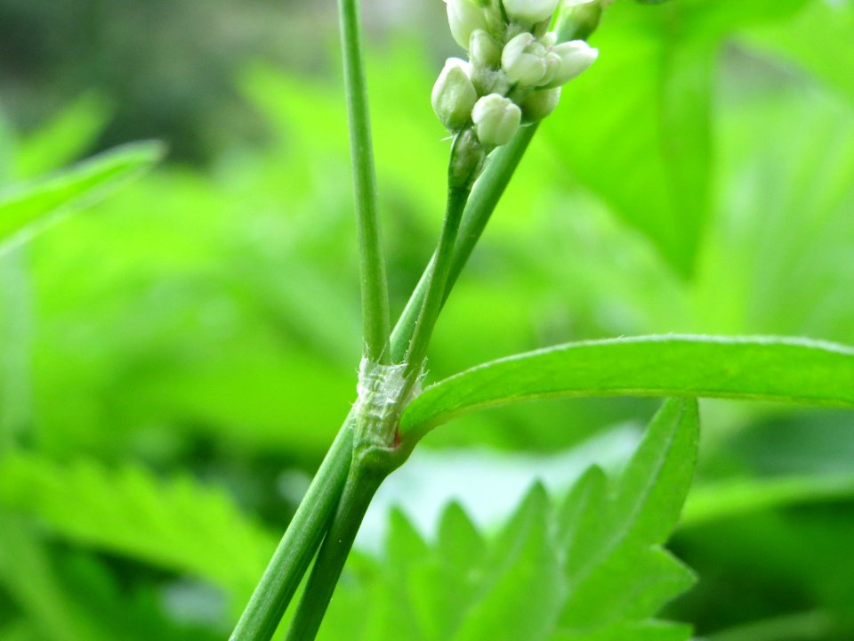20140912Persicaria_lapathifolia3