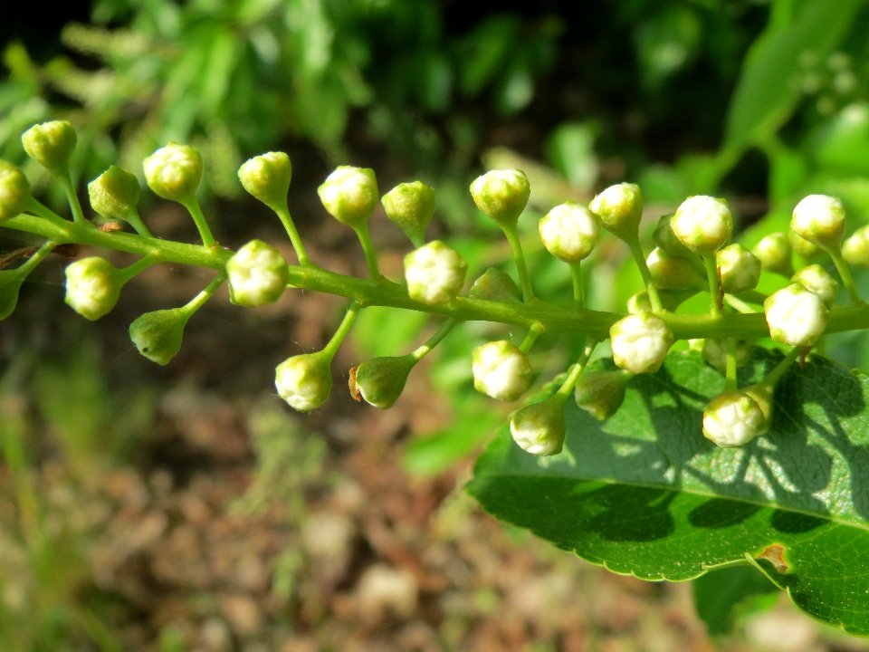 20140430Prunus_serotina3