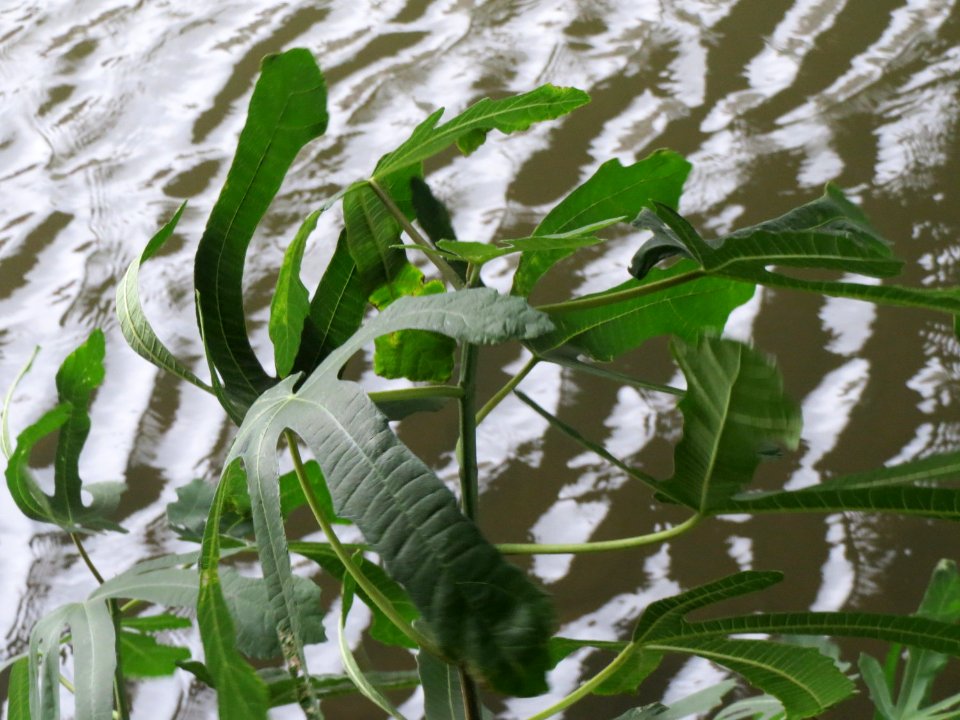 20140912Ficus_carica1