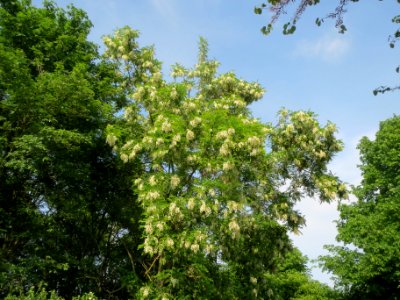 20140430Robinia_pseudoacacia2