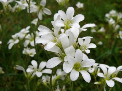 20140503Saxifraga_granulata1