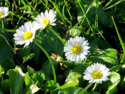 20140917Bellis_perennis