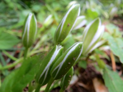 20140503Ornithogalum_umbellatum1