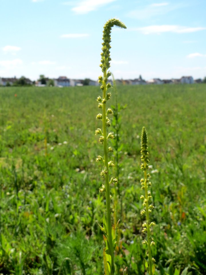 20140517Reseda_luteola1