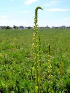 20140517Reseda_luteola1