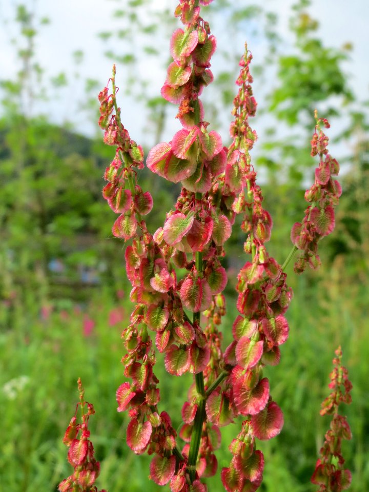 20140502Rumex_acetosa2