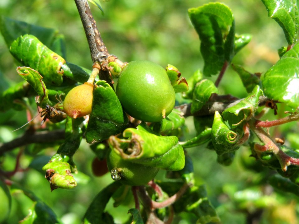 20140517Prunus_spinosa2