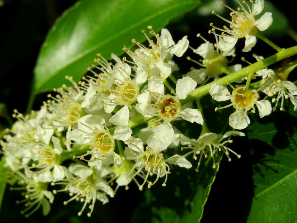 20140430Prunus_serotina9