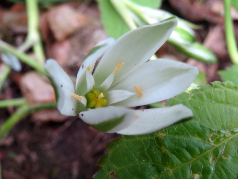 20140503Ornithogalum_umbellatum4