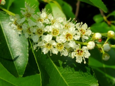 20140430Prunus_serotina4