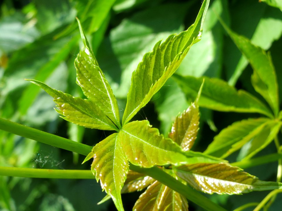 20140519Parthenocissus_quinquefolia2