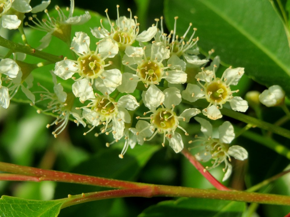 20140430Prunus_serotina5