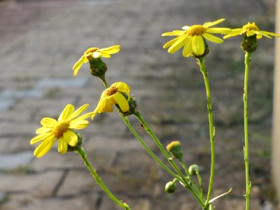 20140916Senecio_inaequidens1