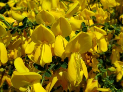 20140504Cytisus_scoparius1