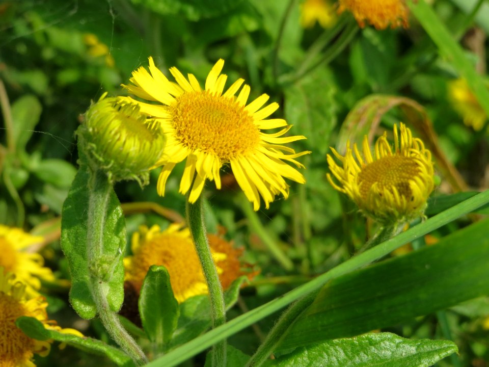 20140908Pulicaria_dysenterica02