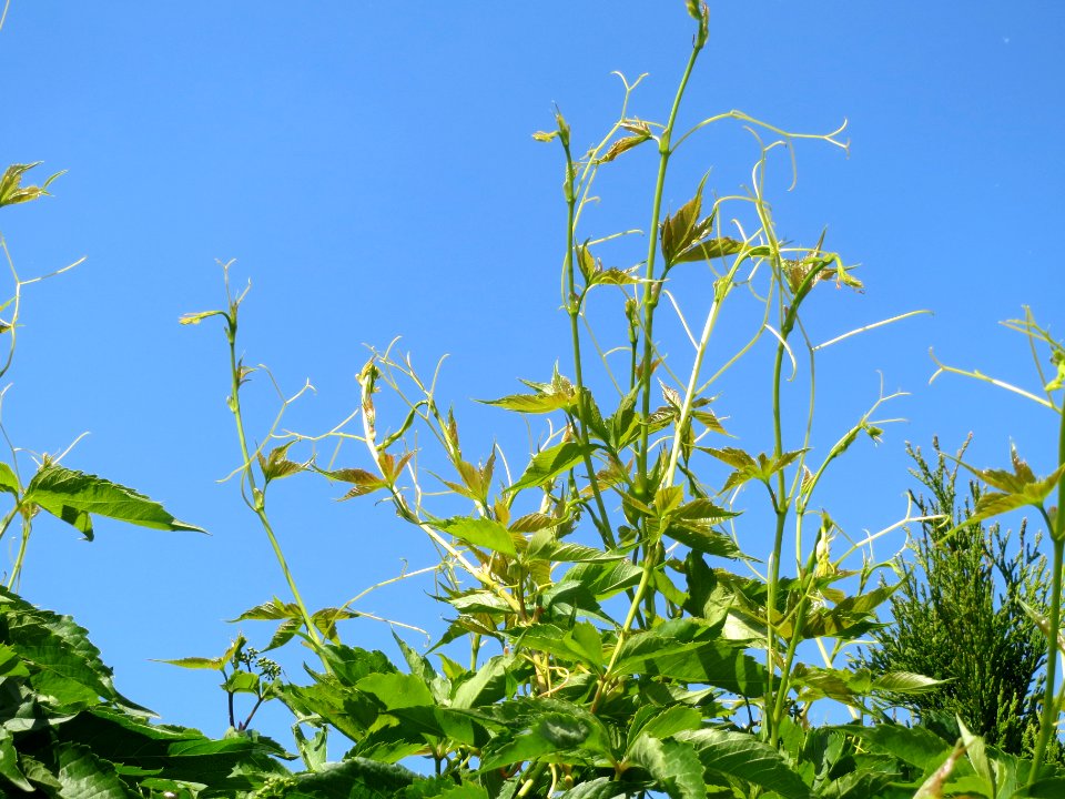 20140519Parthenocissus_quinquefolia1