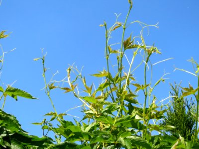20140519Parthenocissus_quinquefolia1