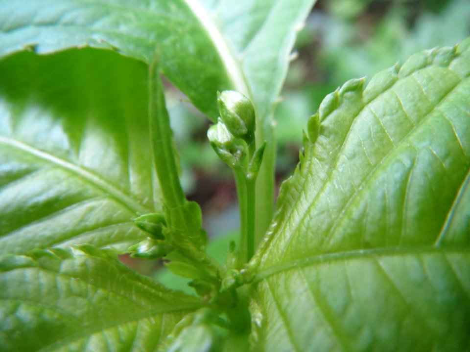 20140503Impatiens_parviflora1